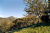 Escursione nel Parco Colli di Bergamo, uno dei roccoli del parco, alberi di rovere e carpino potati a sequenze di archi verdi e corridoi, disposti a ferro di cavallo per la cattura con le reti degli uccelli di passo.